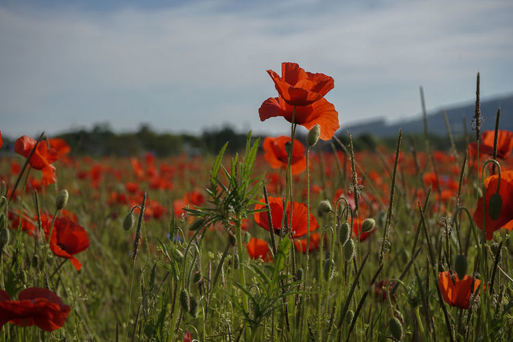Close-up of poppy flowers in field
