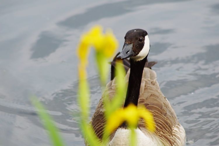 Close-up of swan swimming in lake