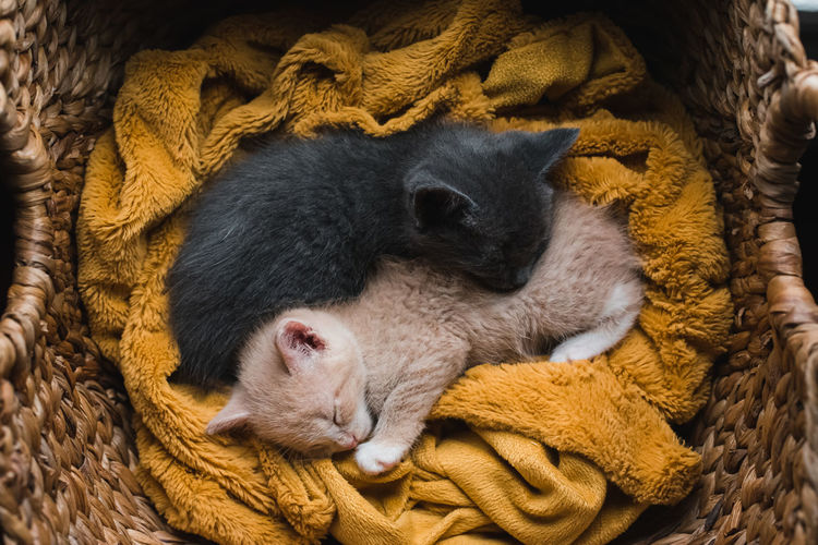 Two kittens curled up asleep together on a blanket in a wicker basket.