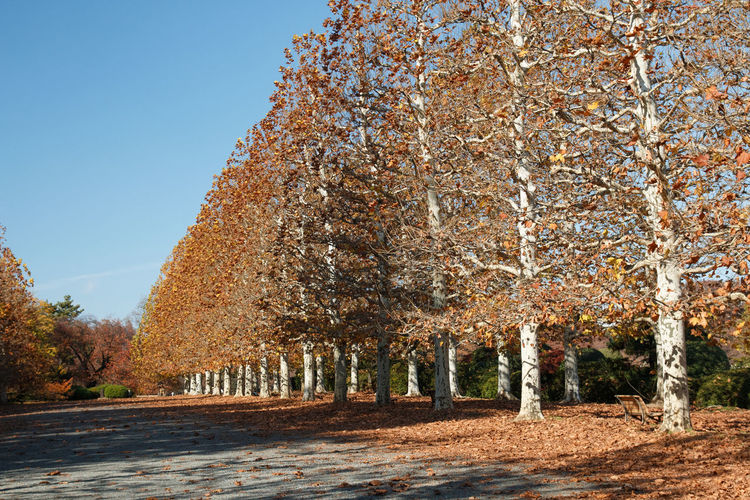 Trees against clear sky during autumn