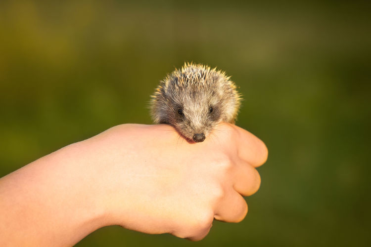 Close-up of hand holding small