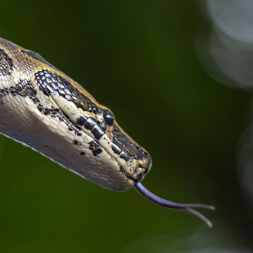 Close up of a python head