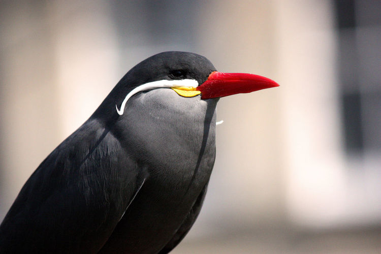 Close-up of inca tern