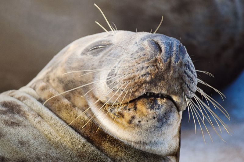 funny seal face