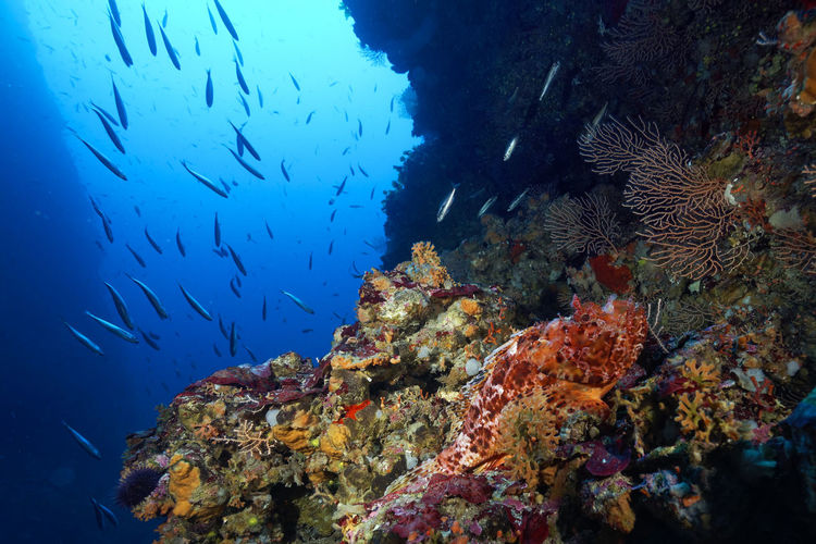Red scorpionfish on a underwater sea cliffs