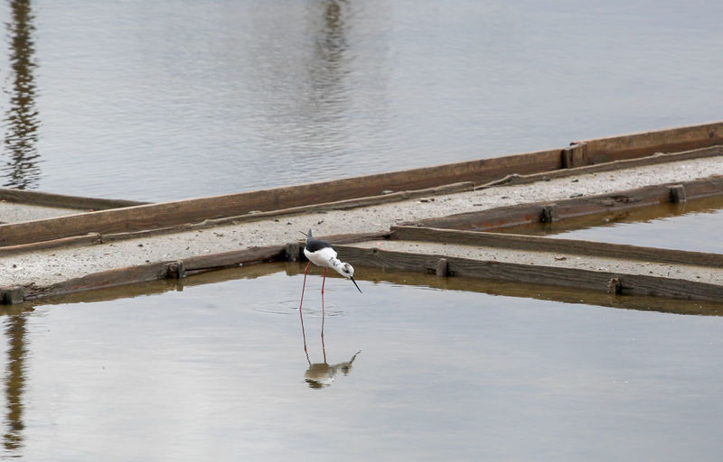 Black-winged stilt wading in water