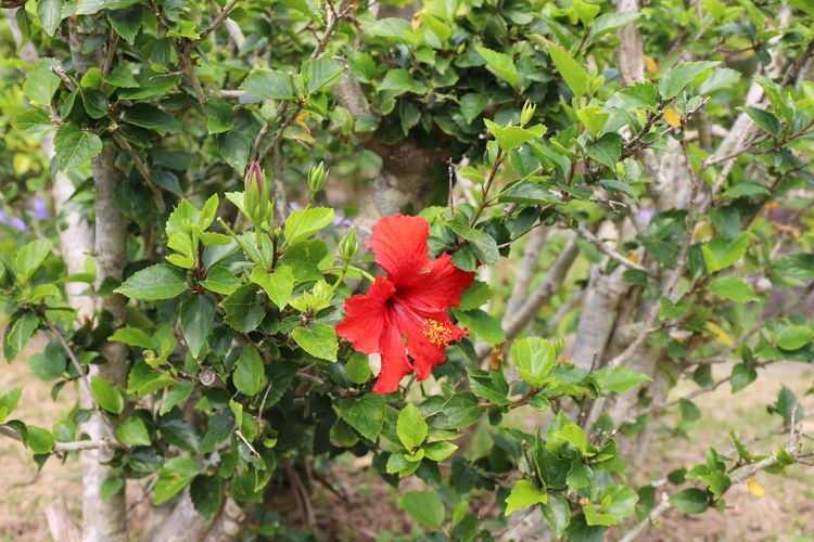 Close-up of red hibiscus on plant