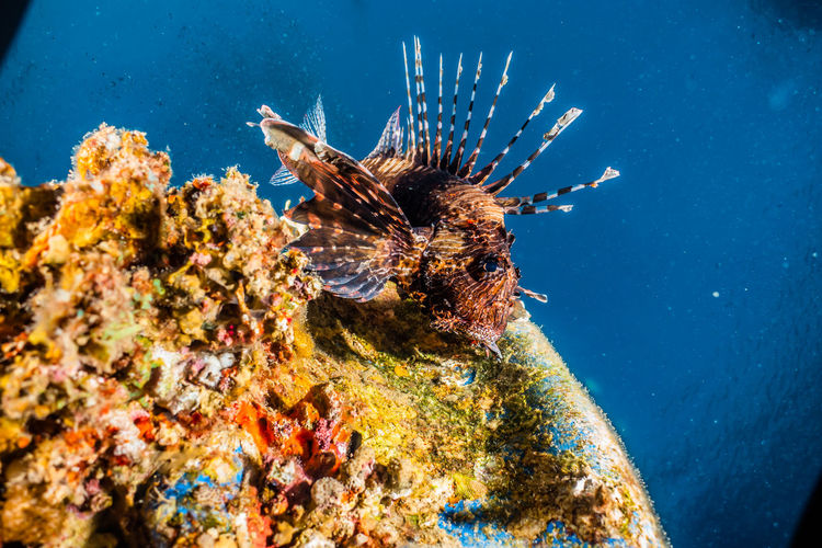 Lionfish in the red sea colorful and beautiful, eilat israel a.e