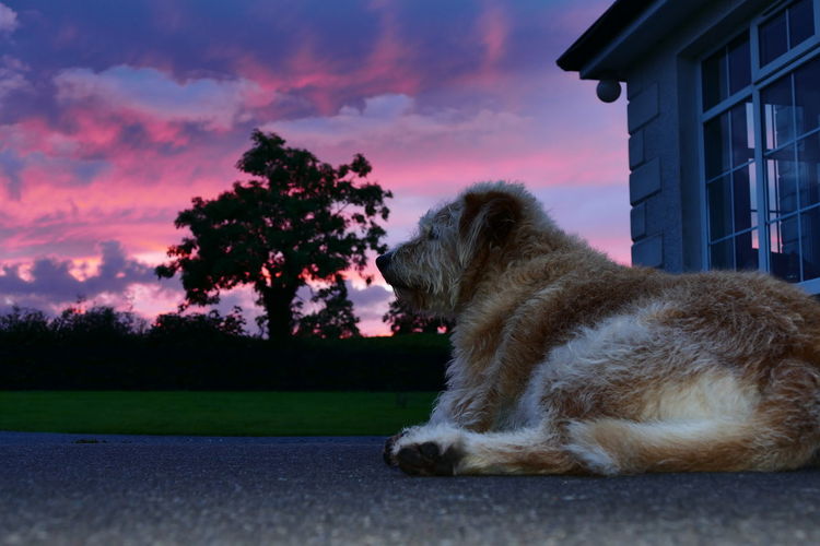 Low angle view of dog on ground against sunset