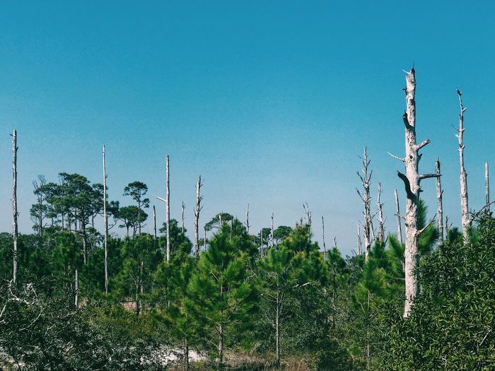Trees against clear blue sky