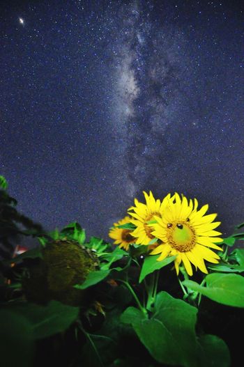 Close-up of yellow flowering plant against star field