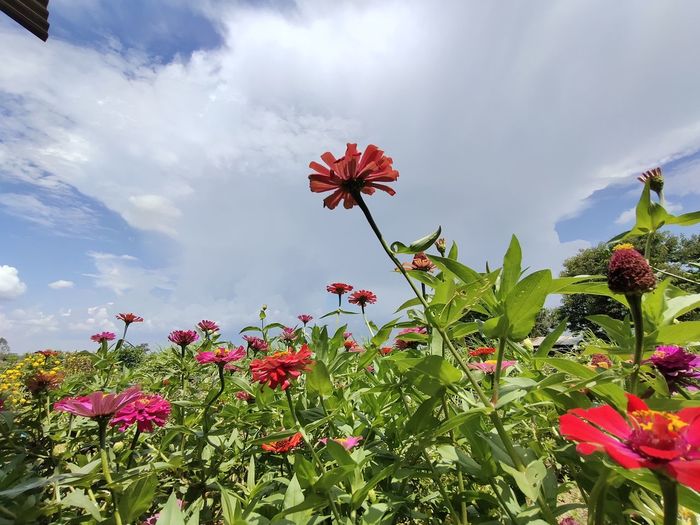 Close-up of red flowering plants against cloudy sky