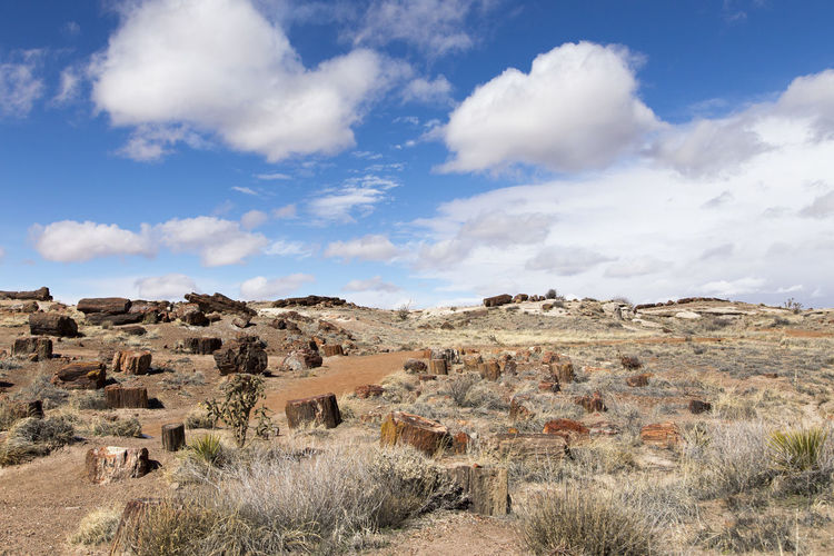 Hills covered in chunks of petrified wood at the southern part of petrified forest national park 