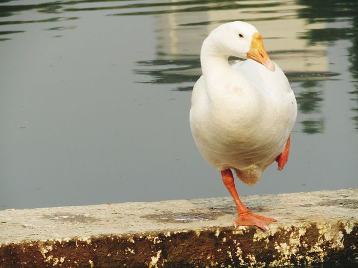 Close-up of seagull on lake