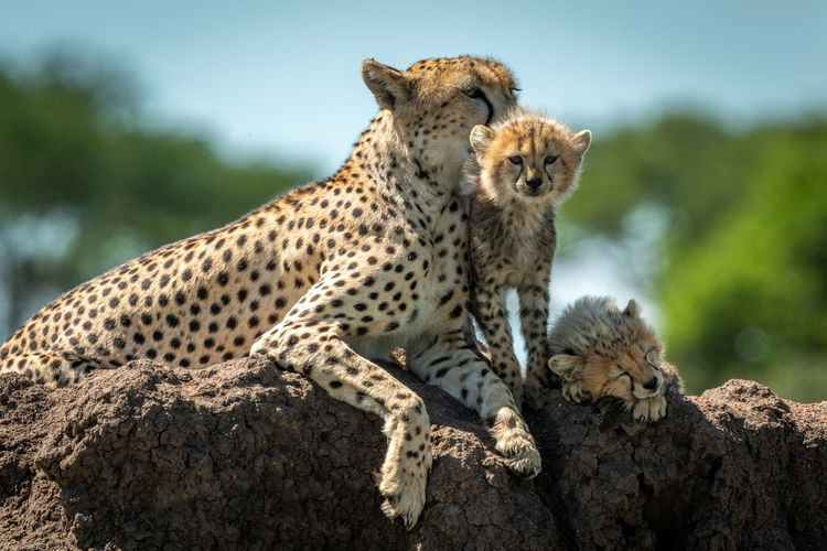 Cheetah with cubs sitting on rock in forest