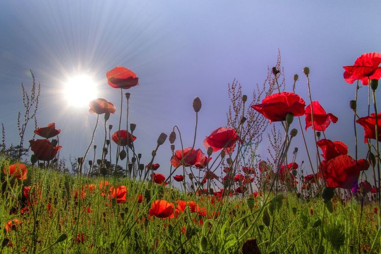 Close-up of poppy flowers blooming on field against sky