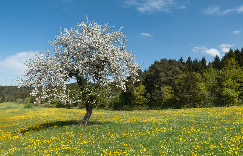 Scenic view of flowering trees on field against sky