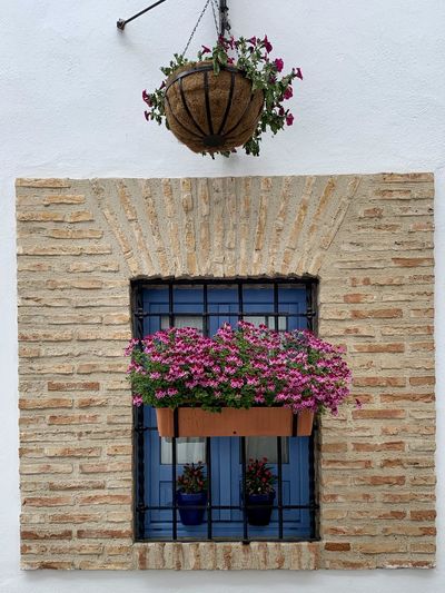 Low angle view of potted plant on wall of building
