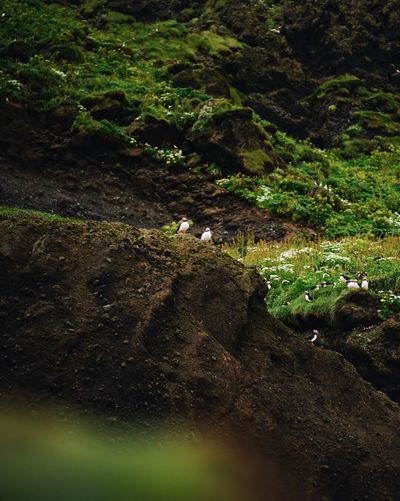 Bird perching on rock in forest