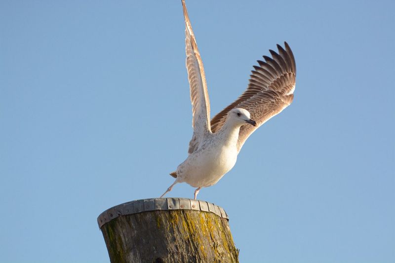 Low angle view of seagull flying in sky