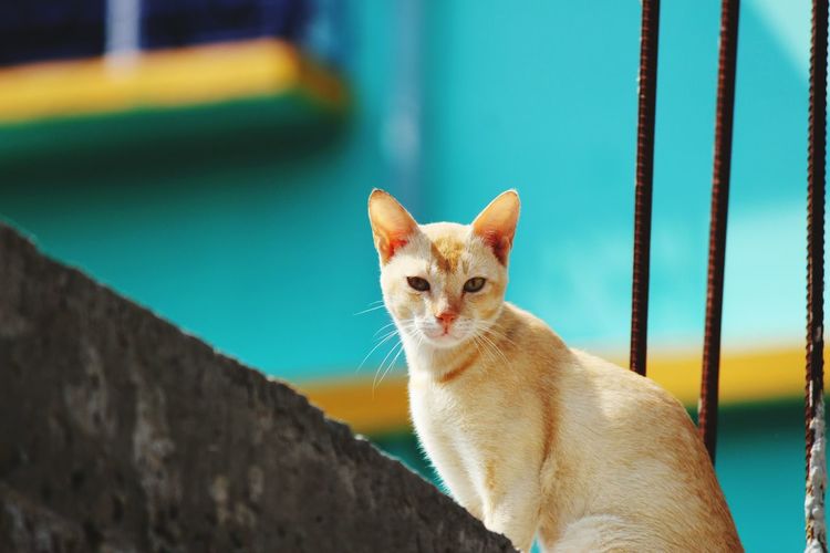 Close-up of cat outdoors