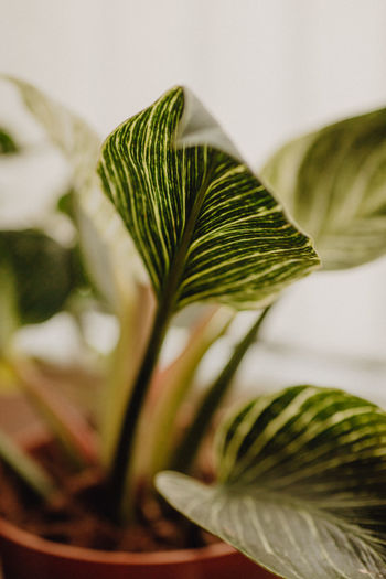 Plants collection in small millenials' rental flat, philodendron birkin