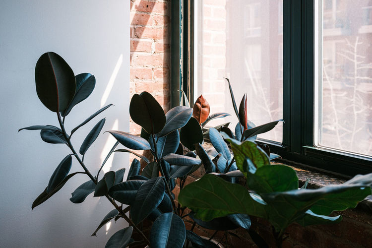 Close-up of houseplant against window