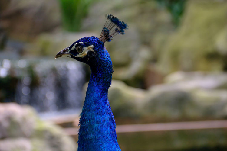 Proud peacock with colourful feathers and a crown