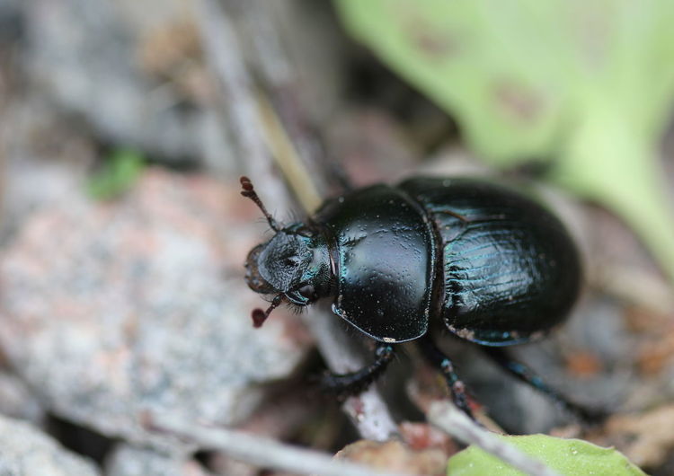 Close-up of dung beetle on ground
