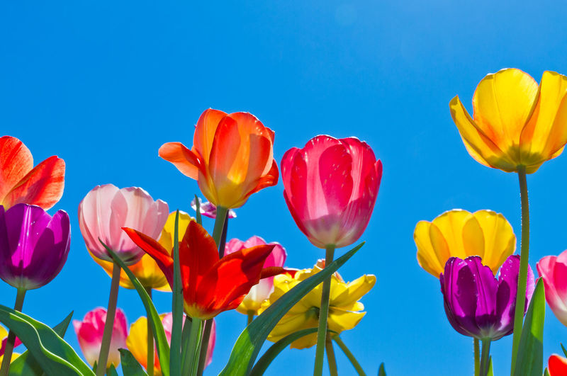 Close-up of yellow tulips against blue sky