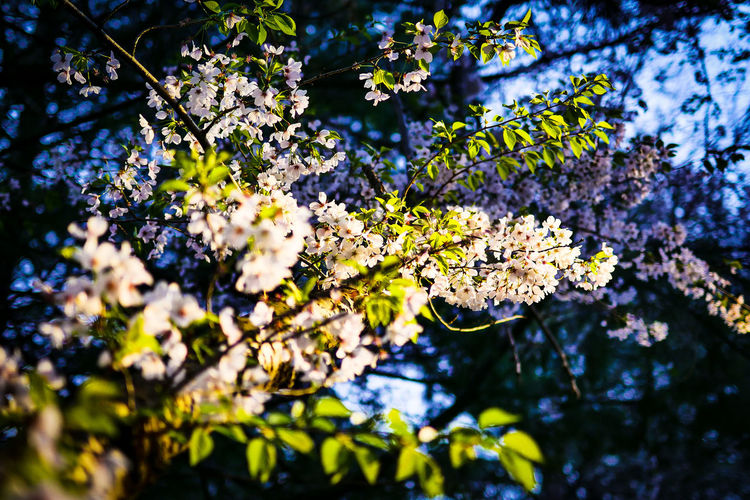 Low angle view of white flowering tree