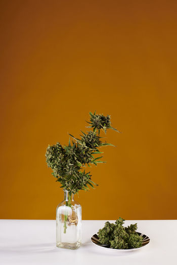 Bouquet of marijuana in pot vase with buds of weed on yellow background