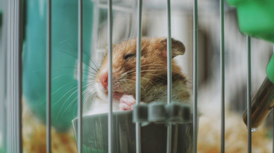 Close-up of hamster in cage