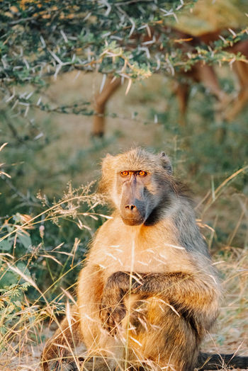 Portrait of a baboon at sunset 
