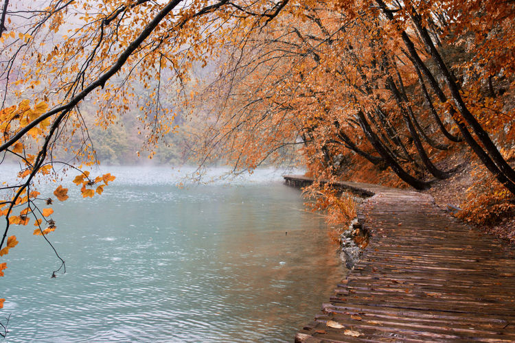 Boardwalk by trees and lake during autumn