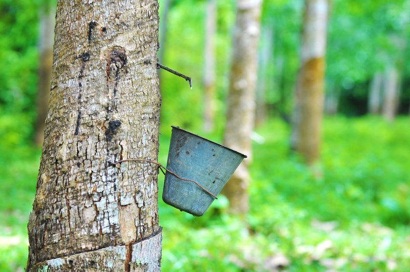 Close-up of bucket attached to rubber tree