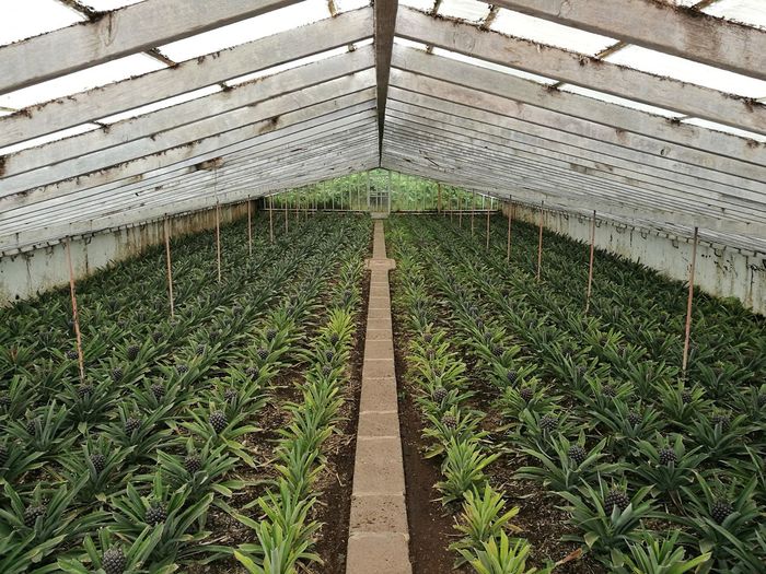 Scenic view of ananas plantation