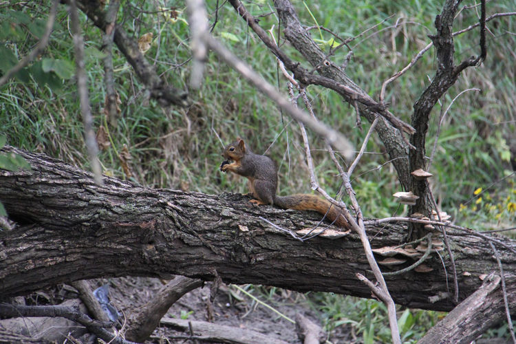 Side view of a squirrel on branch