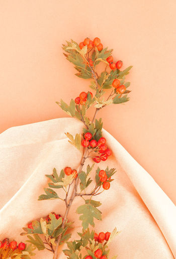 Hawthorn branch on silk fabric background. aesthetic minimal wallpaper. stylish plant composition