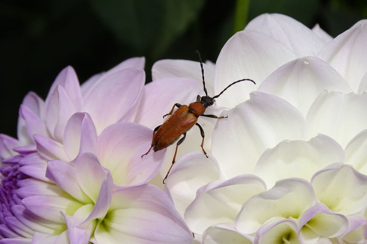 Close-up of insect on purple flower