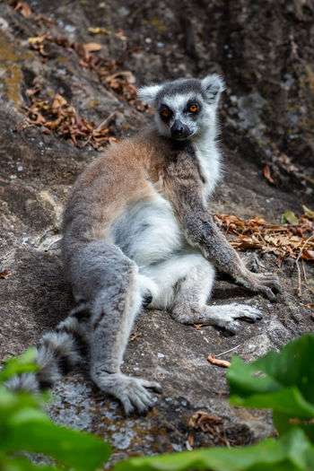 Portrait of meerkat sitting on rock