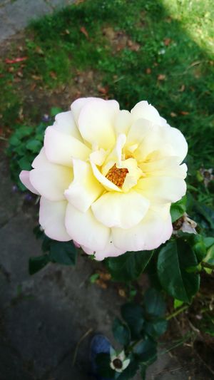 High angle view of white rose blooming outdoors