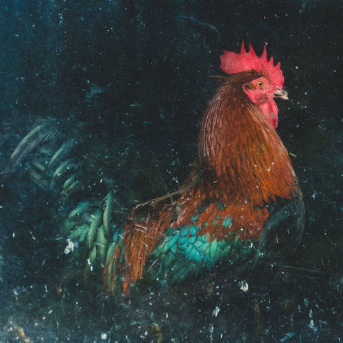 Close-up of rooster
