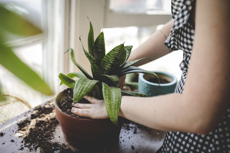 Close-up of woman holding potted plant