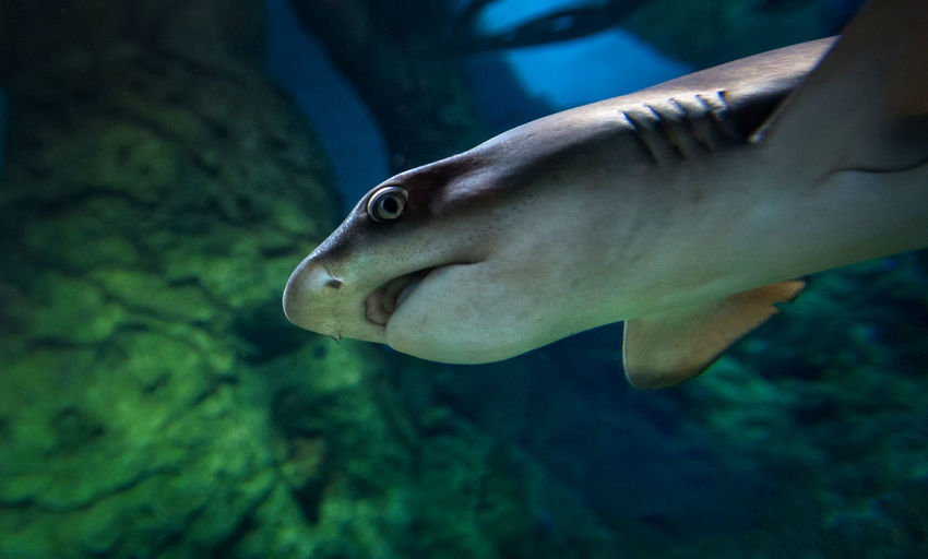 Close-up of shark swimming in water at aquarium
