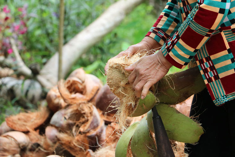 Close-up of traditional processing of coconuts on the mekong delta.