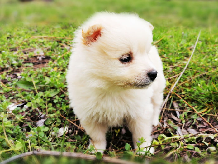 White puppy on field