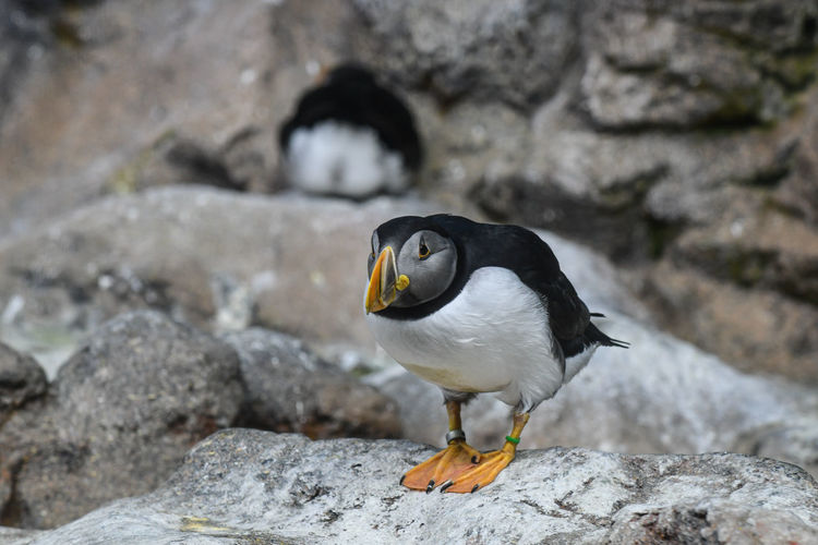 Close-up of puffin on rock