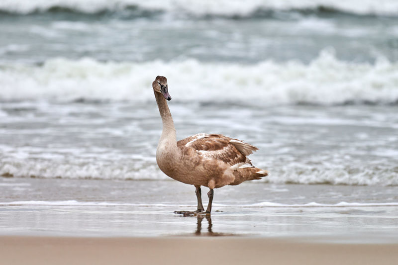 Young brown colored white swan walking by blue waters of baltic sea. swan chick. cygnus olor
