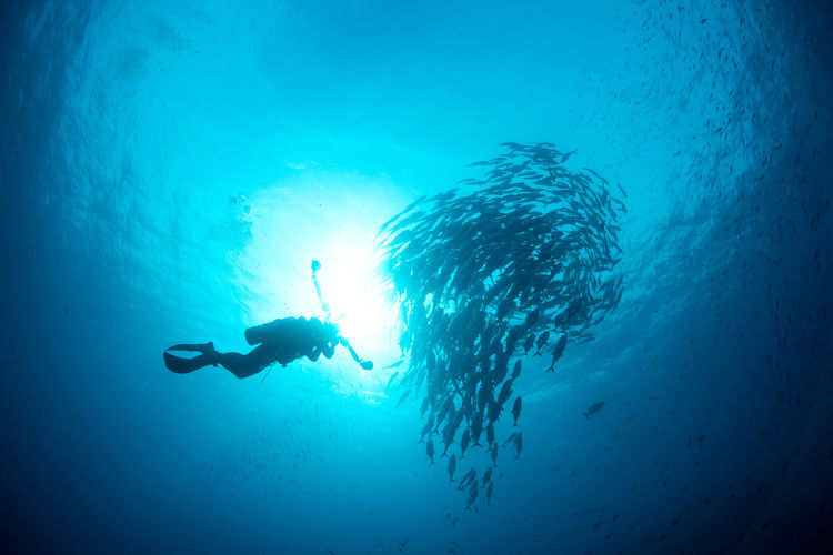 Person scuba diving by school of fish in sea